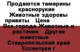 Продаются тамарины краснорукие . Животные здоровы привиты › Цена ­ 85 000 - Все города Животные и растения » Другие животные   . Ставропольский край,Ессентуки г.